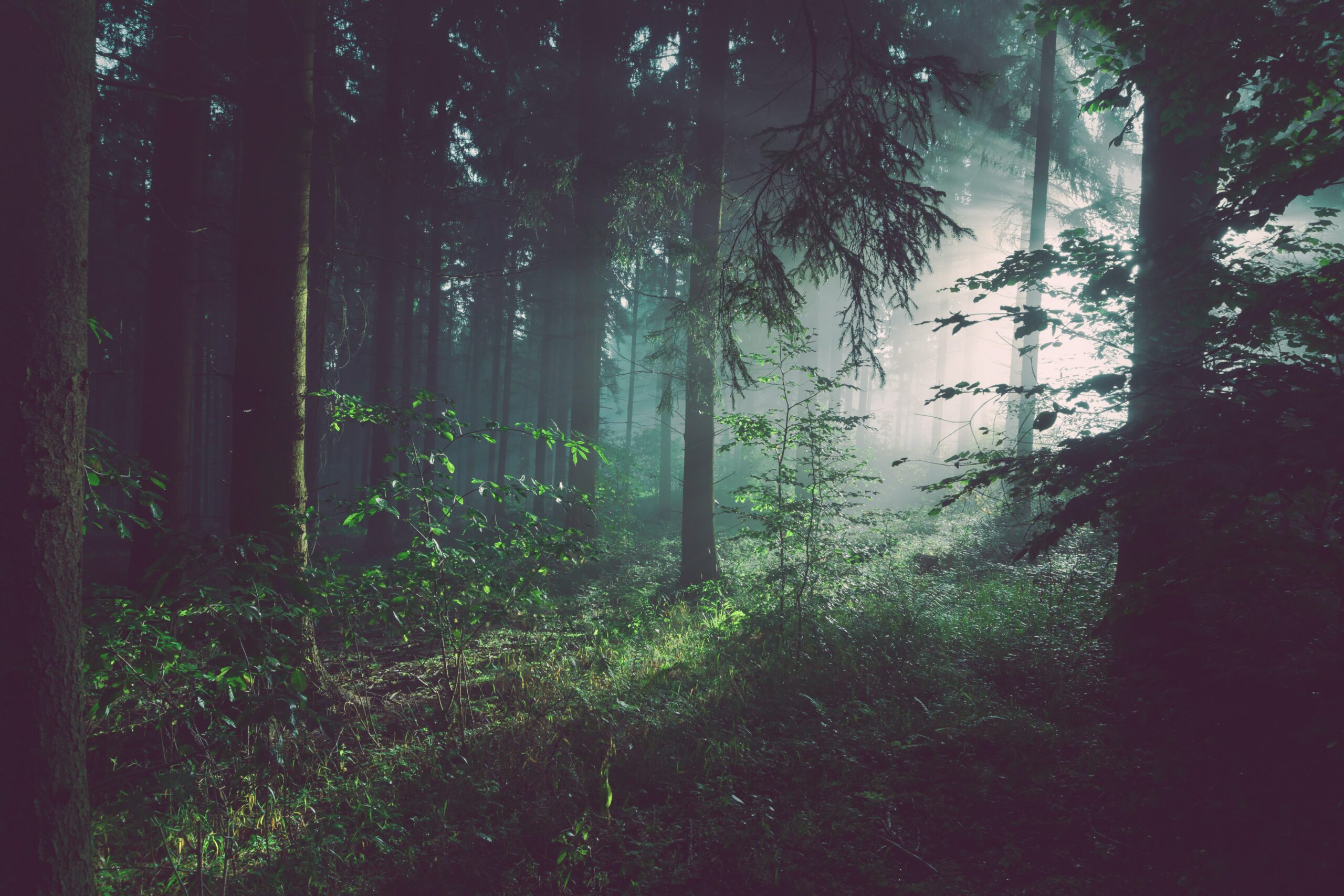 image of forest